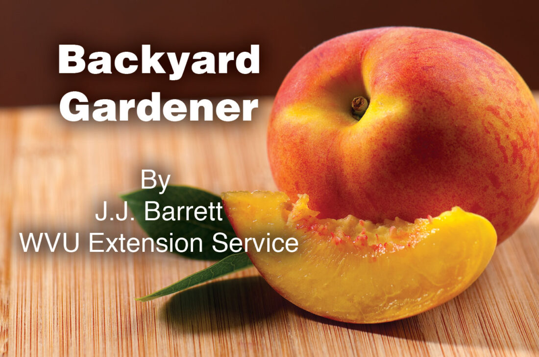Backyard Gardener: Peach perfect - News and Sentinel